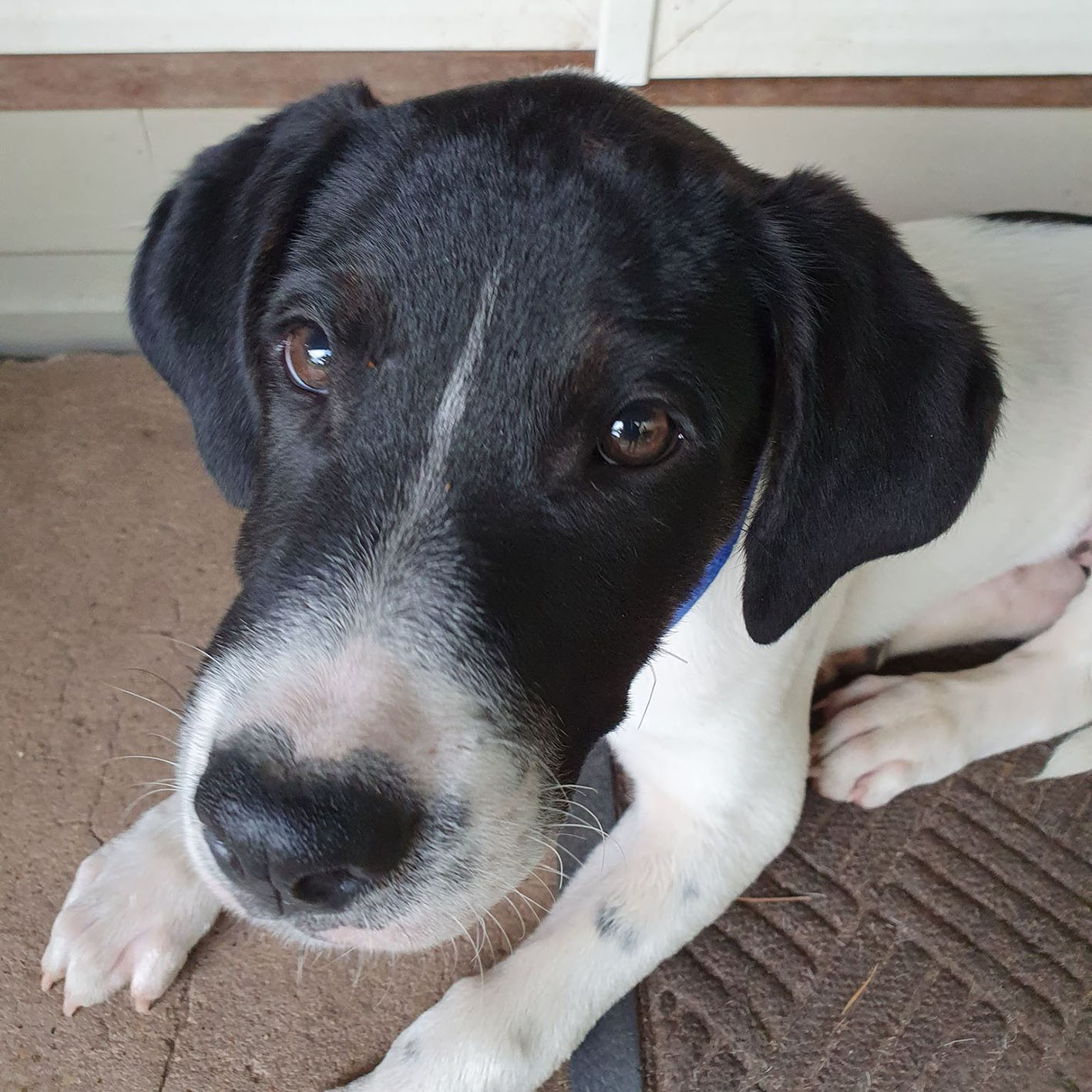 Gary 4mo Bull Arab x Wolfhound (On trial 18/4/20 Large Male Bull Arab x Mastiff Mix Dog in