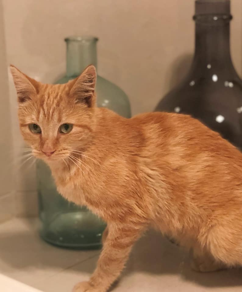 2842 Ginger Female Domestic Short Hair Cat in WA PetRescue