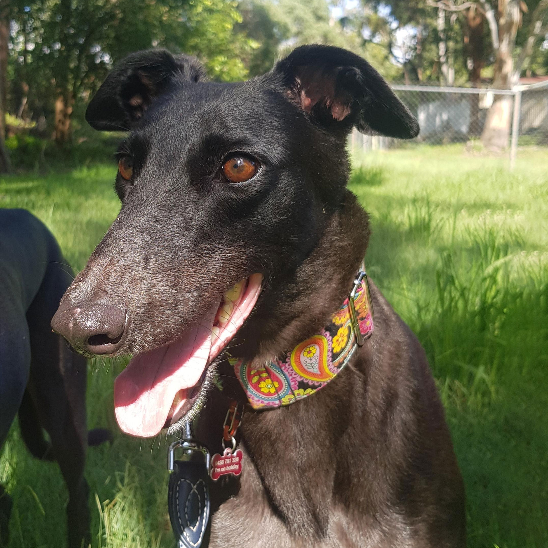 Lolly. Brisbane Large Female Greyhound Dog in QLD PetRescue