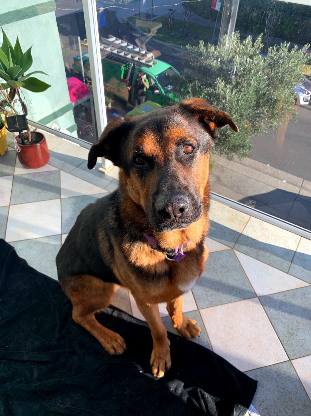 Agrippa Large Male German Shepherd x Kelpie Mix Dog in NSW PetRescue