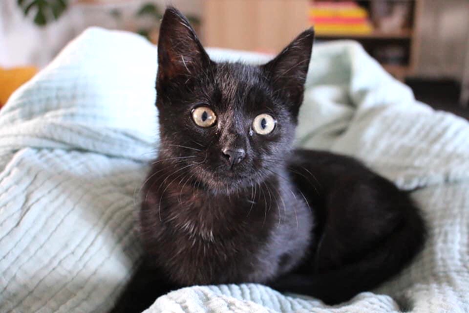 5 week old black kitten