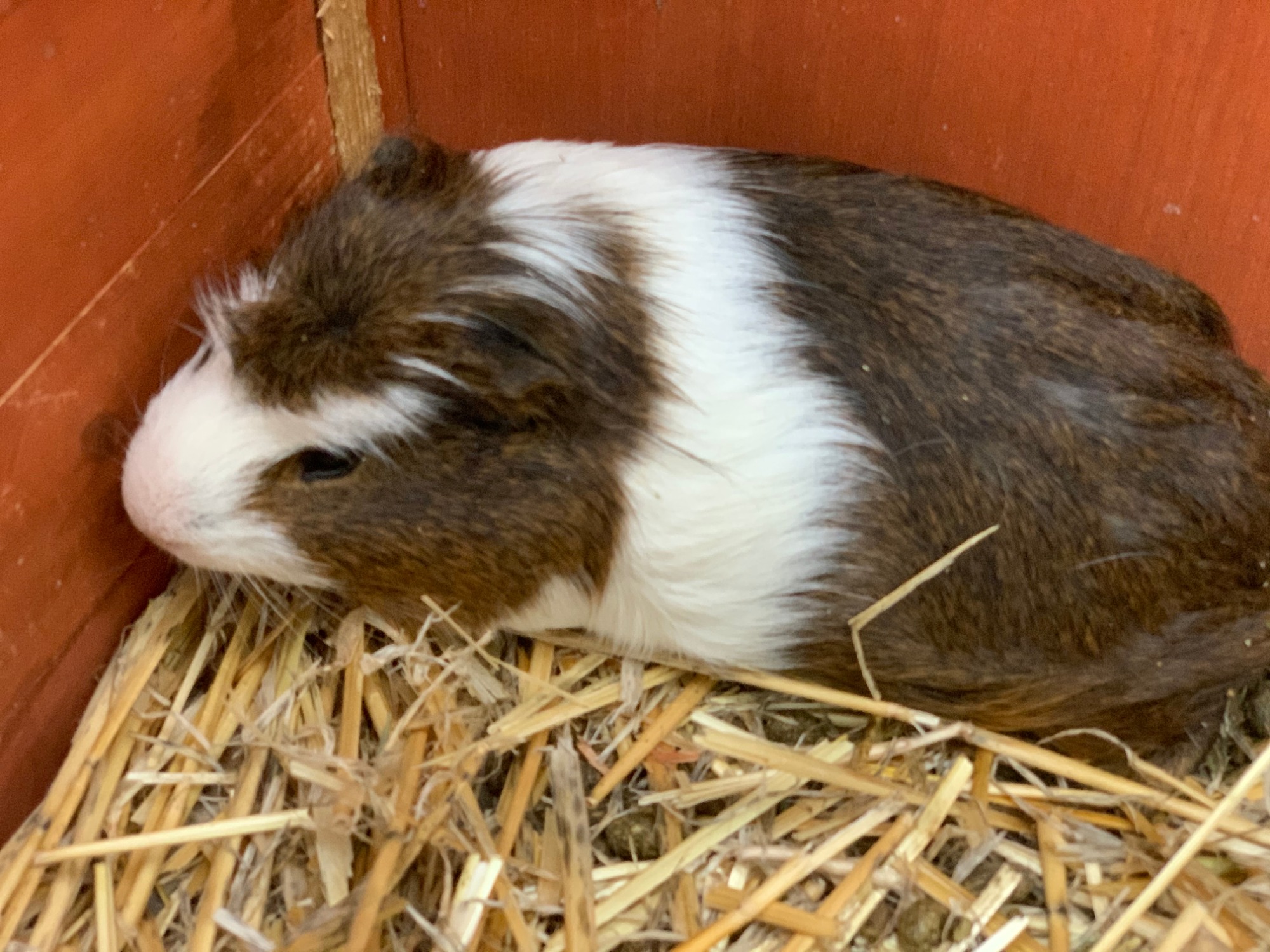 Louie Male Mediumhair Abyssinian Guinea Pig in NSW PetRescue