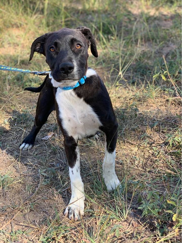 Diesel Medium Male Boxer x Border Collie Dog in QLD PetRescue