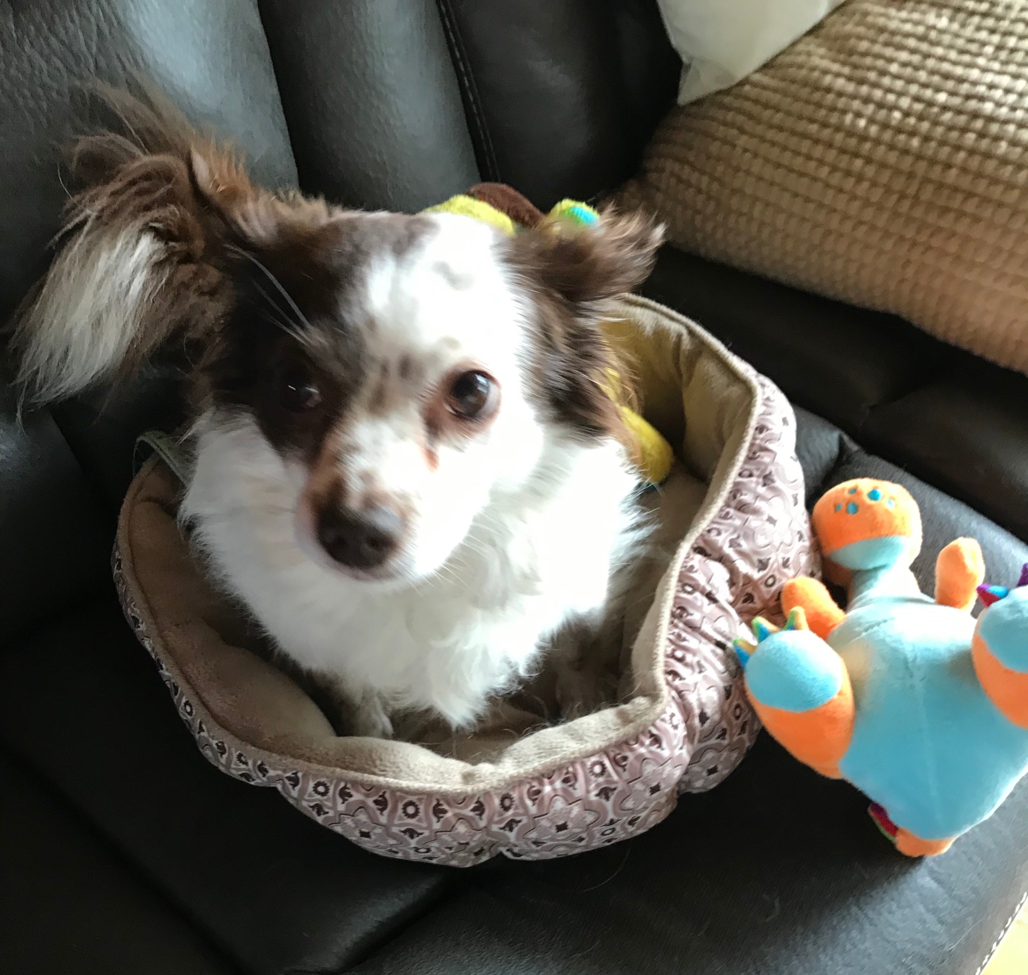 Chihuahua Rescue Victoria - PetRescue