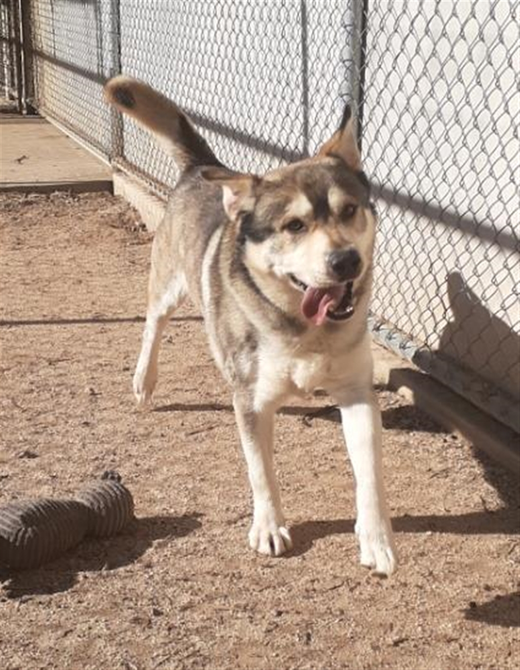 Diesel Large Male Labrador x Siberian Husky Mix Dog in VIC PetRescue