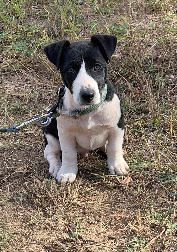 Fergus Medium Male Border Collie x Jack Russell Terrier Dog in QLD PetRescue