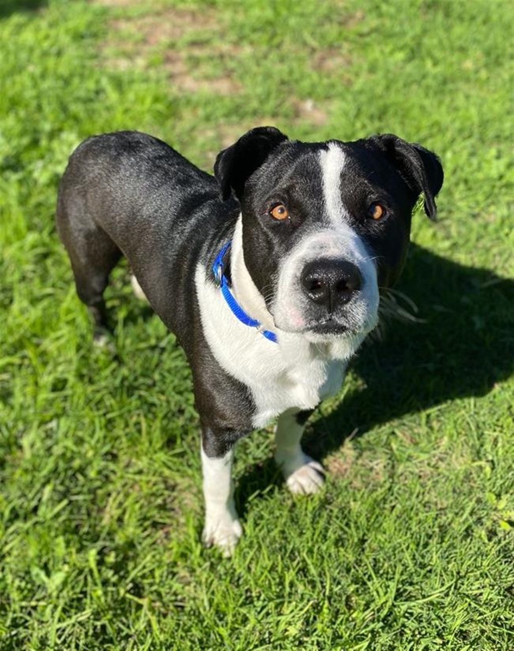 Hero - Large Male Border Collie x Staffy Mix Dog in WA - PetRescue