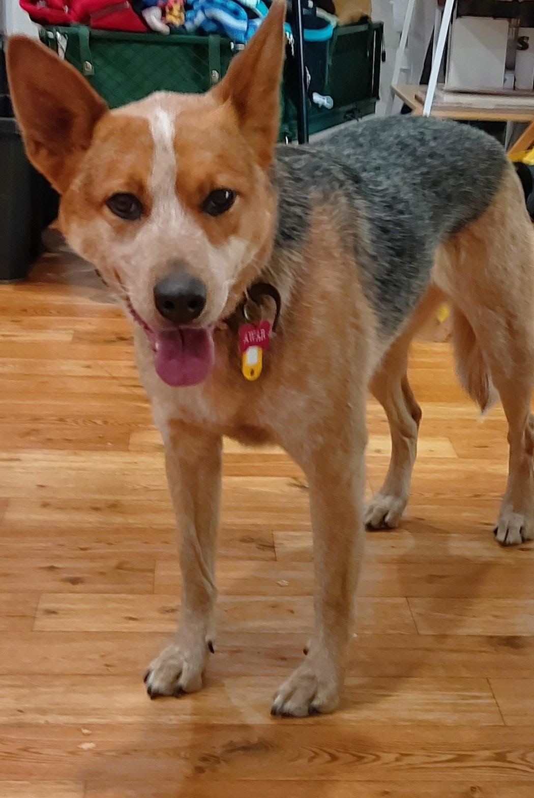 Albury Wodonga Animal Rescue Pty Ltd PetRescue