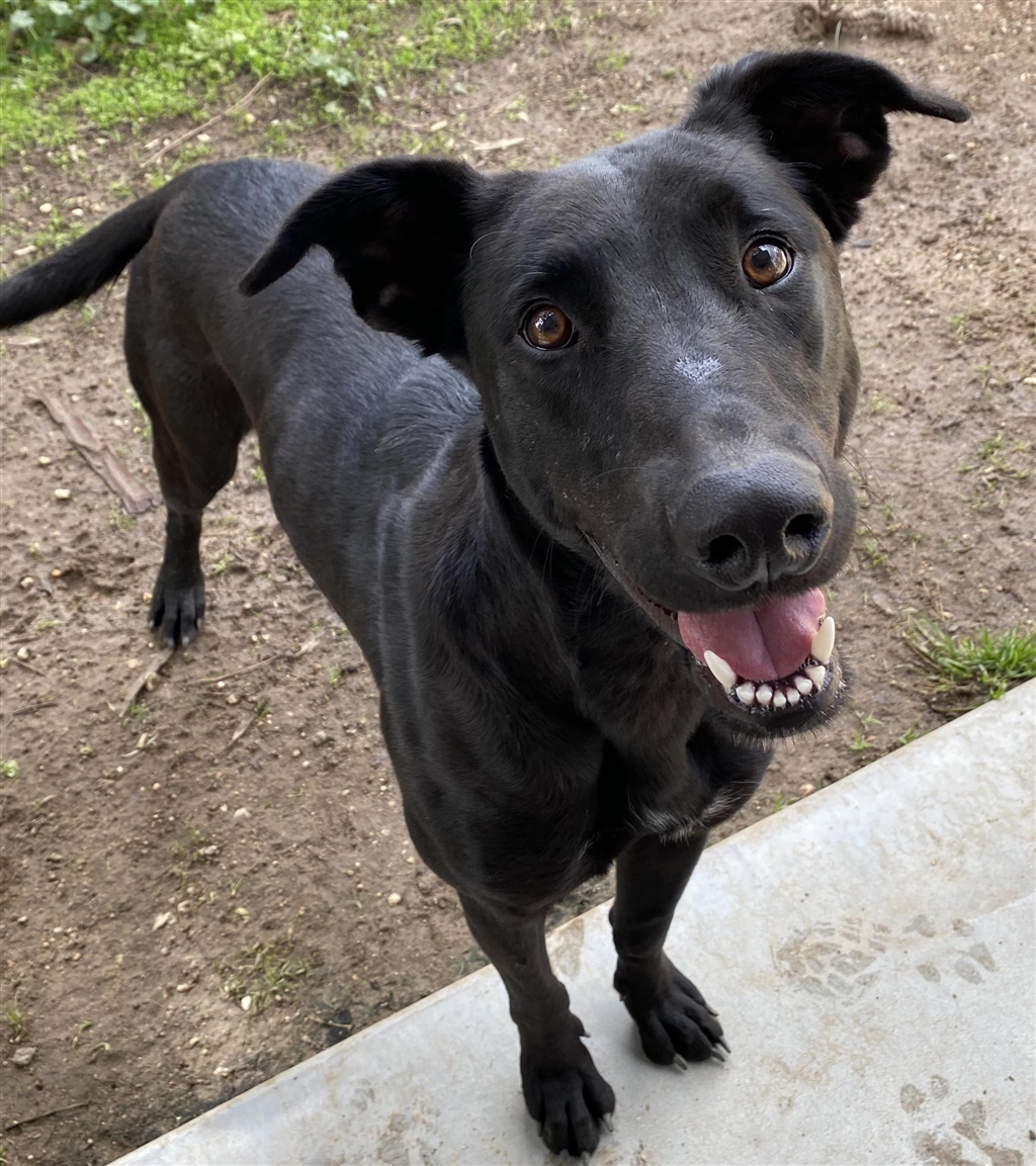 Zoe - Large Female German Shepherd x Staghound Mix Dog in VIC - PetRescue