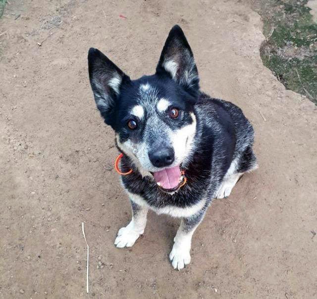 Tammi - Medium Female Mixed Breed Dog in QLD - PetRescue