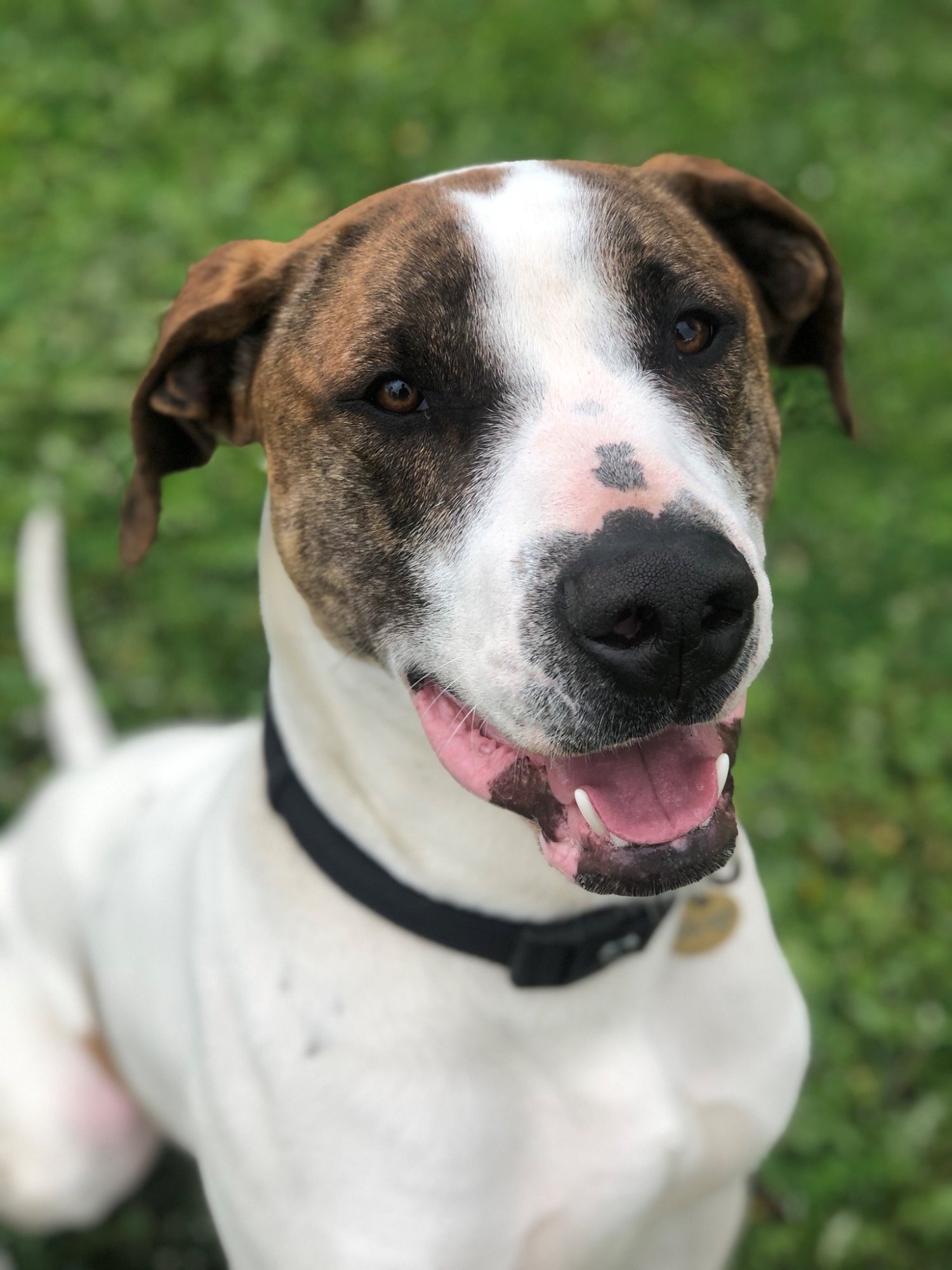 Bosko - Large Male Bull Arab x Pointer Mix Dog in VIC - PetRescue