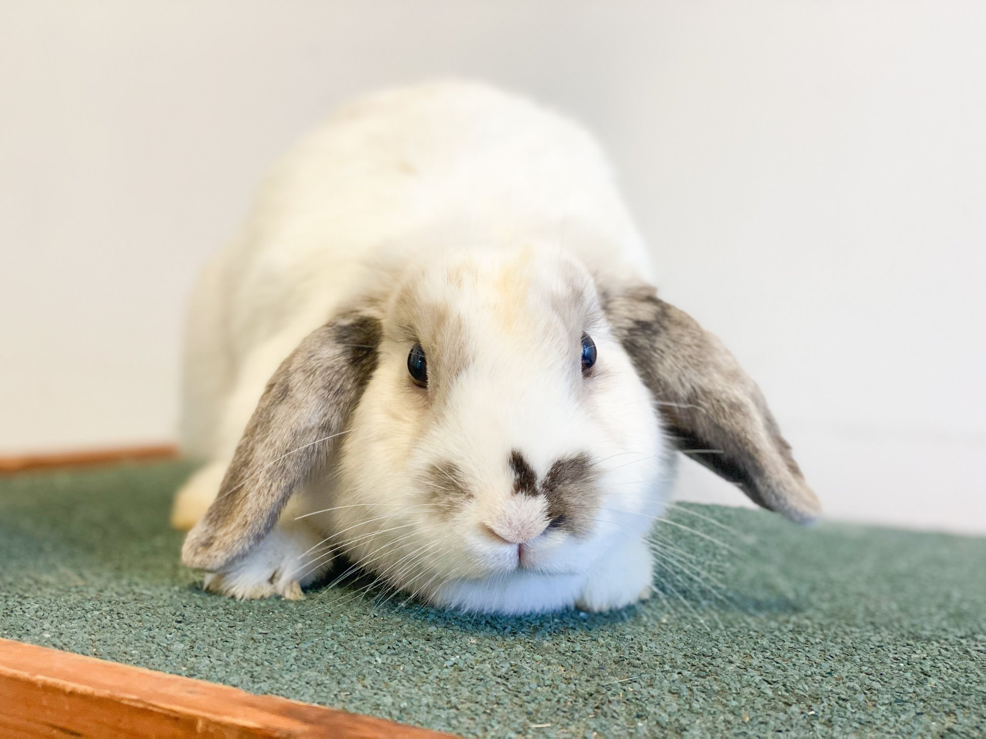Lop Female Lop Eared Rabbit in NSW PetRescue