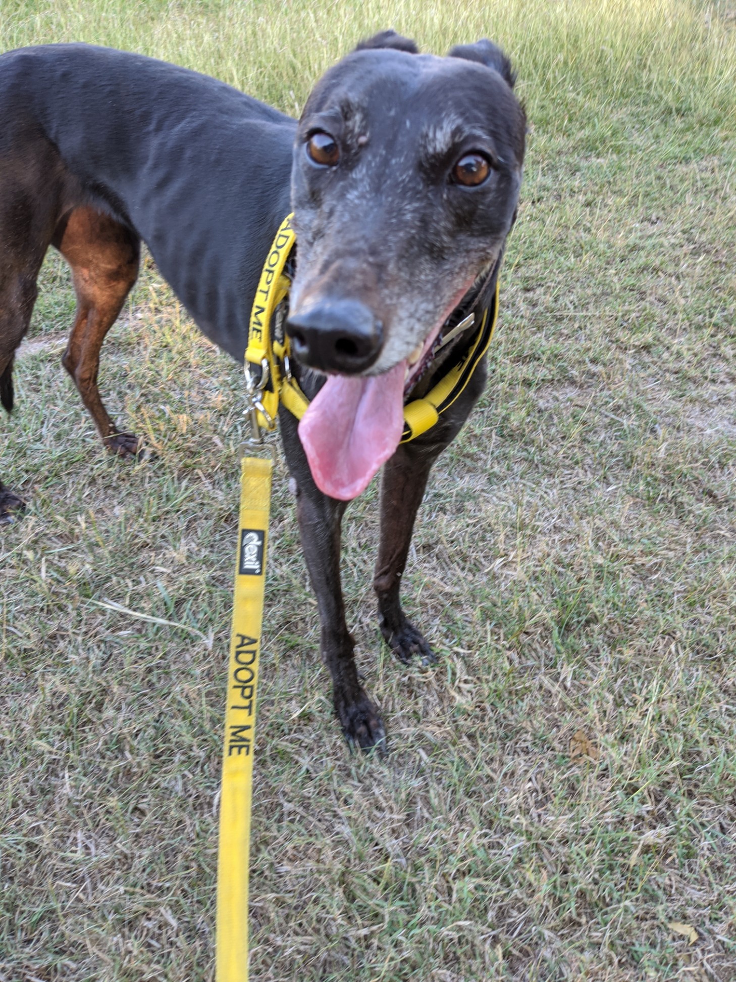 Greyhound Rehoming Association Northern Territory (G.R.A.N.T.) PetRescue