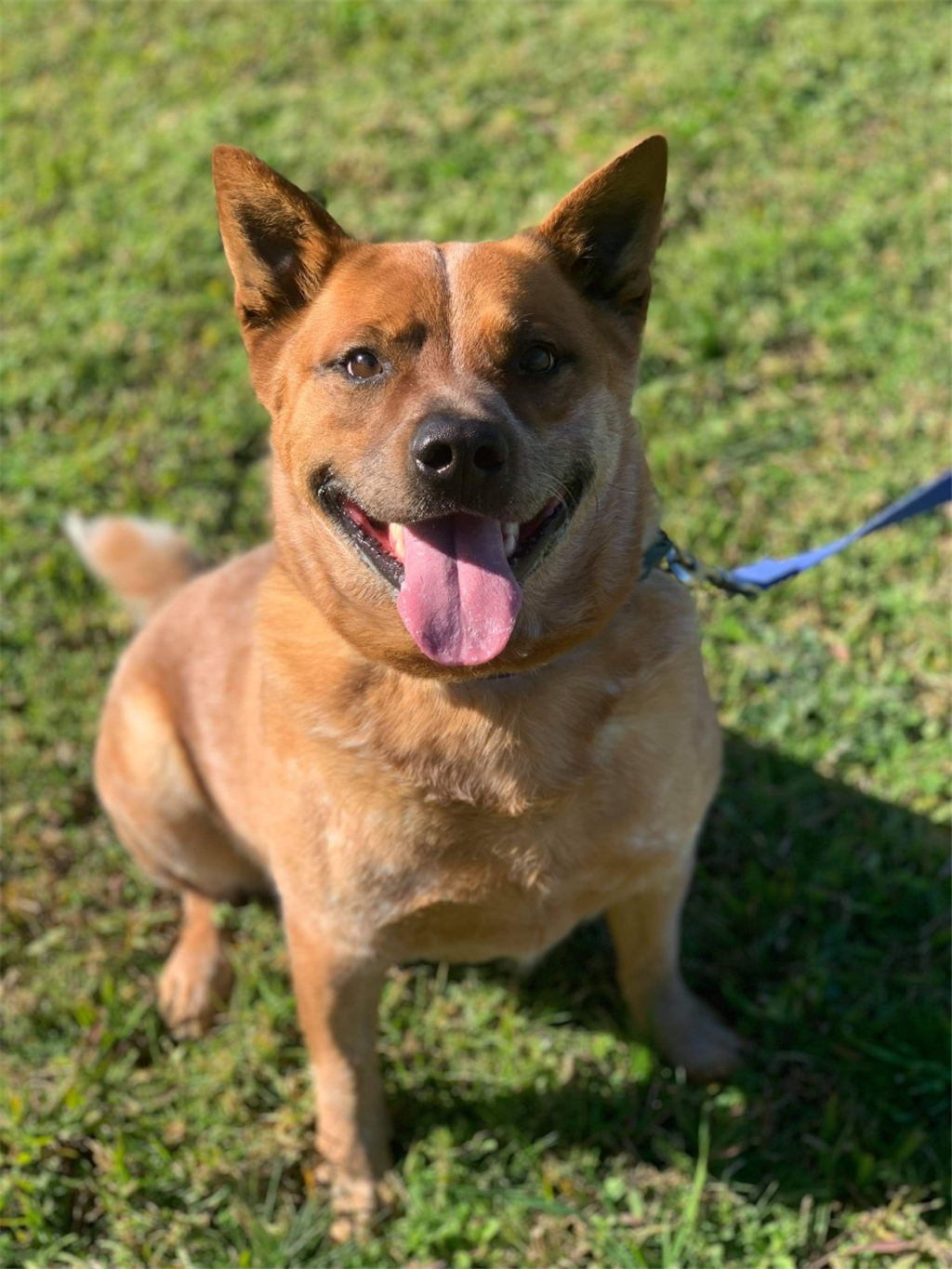 Animal Welfare League NSW - Kemps Creek Shelter - PetRescue