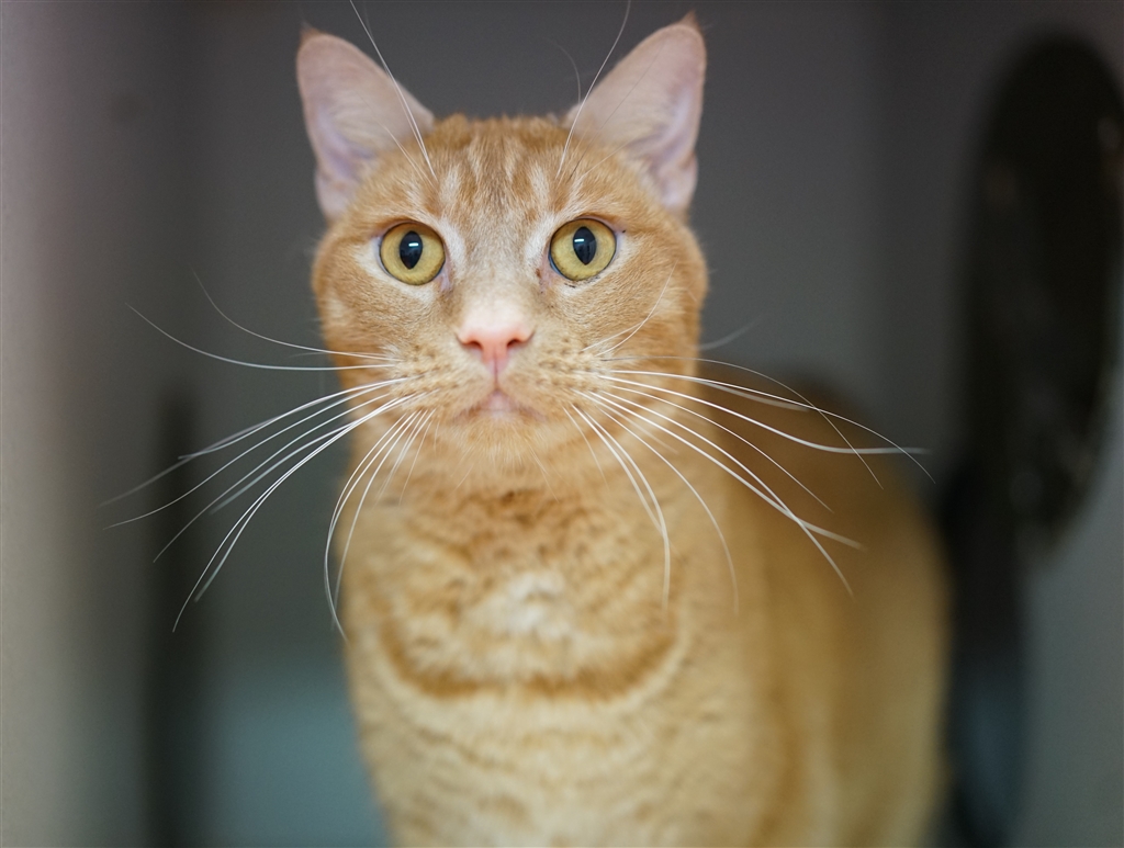 Gingerbread - Male Manx Mix Cat in QLD - PetRescue