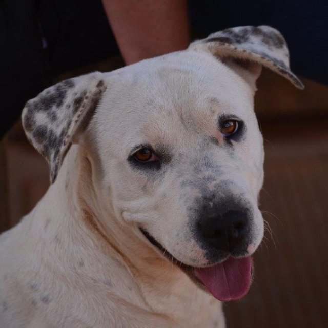 SAFE Karratha (Saving Animals From Euthanasia) PetRescue