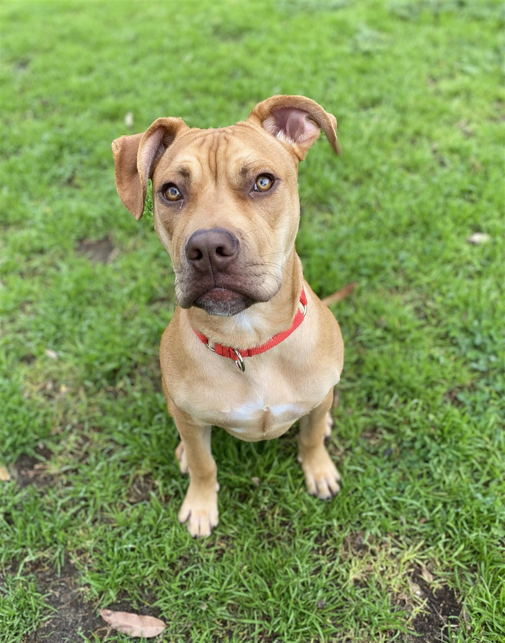 Ajay Medium Male Medium Mixed Breed Mix Dog in WA PetRescue