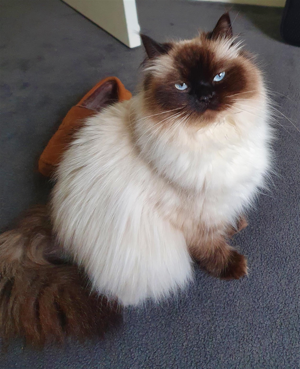 Rachel - Female Persian x Ragdoll Mix Cat in VIC - PetRescue