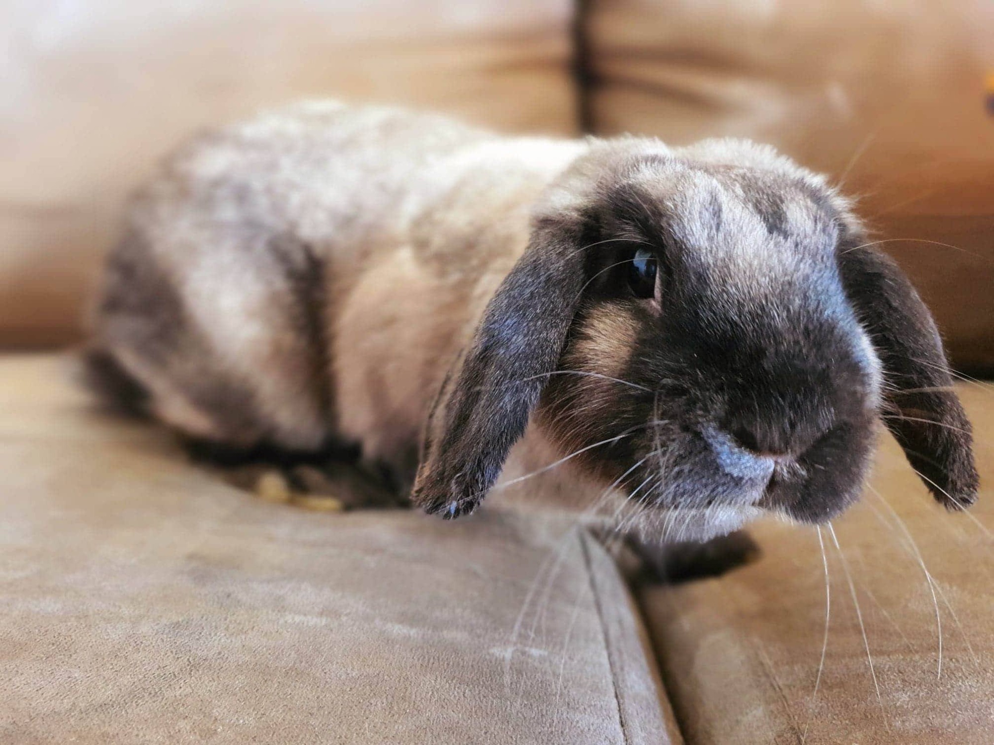 Regina Female Lop Eared Rabbit in VIC PetRescue