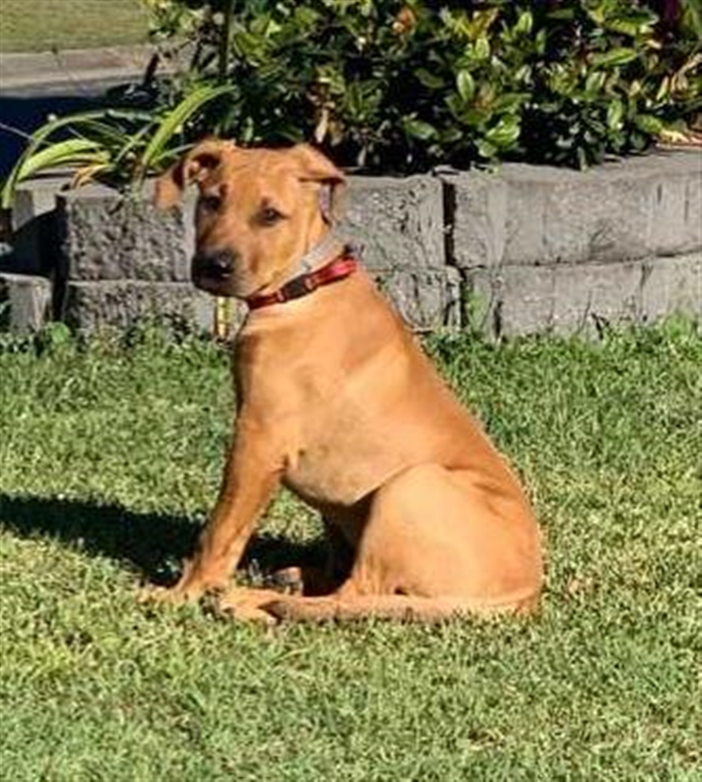 Collection 34+ Stock Photos rhodesian ridgeback and black mouth cur mix Superb Collection 34+ Stock Photos rhodesian ridgeback and black mouth cur mix Superb