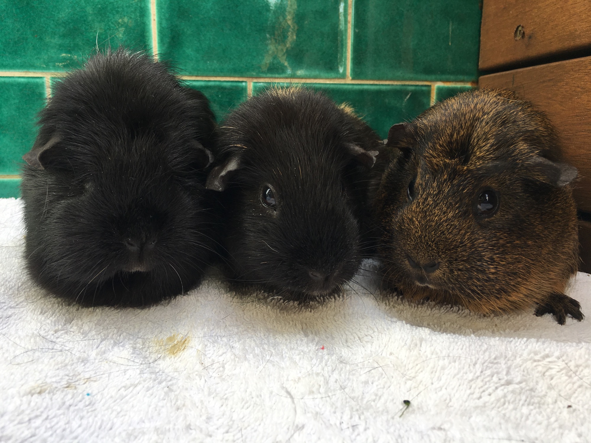 Nibbles Guinea Pig Rescue PetRescue