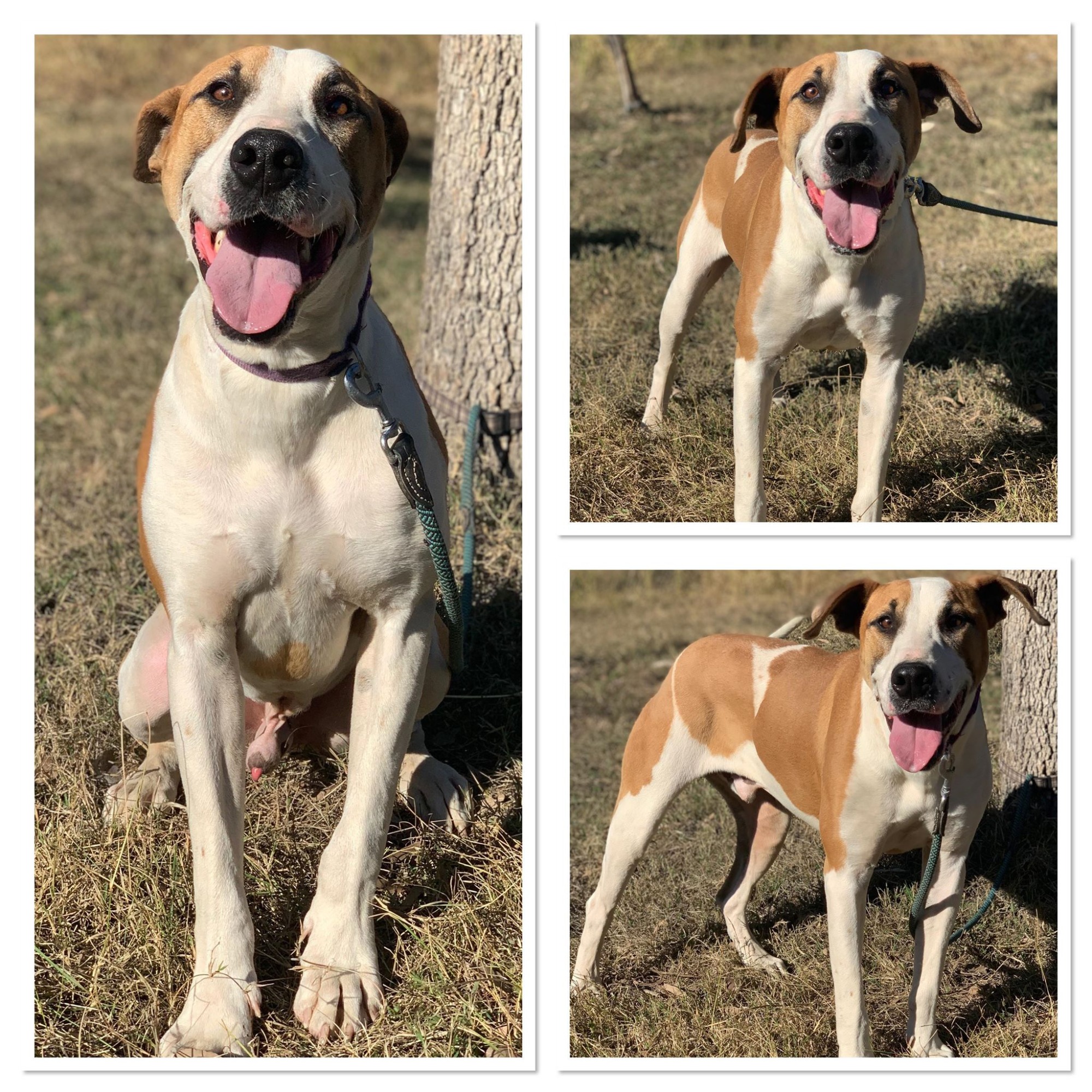Clyde Large Male Bull Arab Mix Dog in QLD PetRescue Clyde Large Male Bull Arab Mix Dog in QLD PetRescue