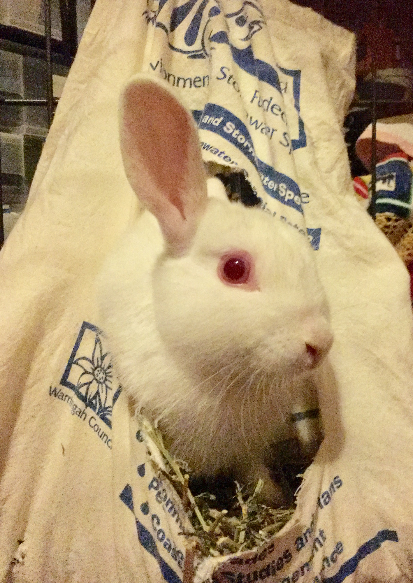 Rabbit Rescue - PetRescue