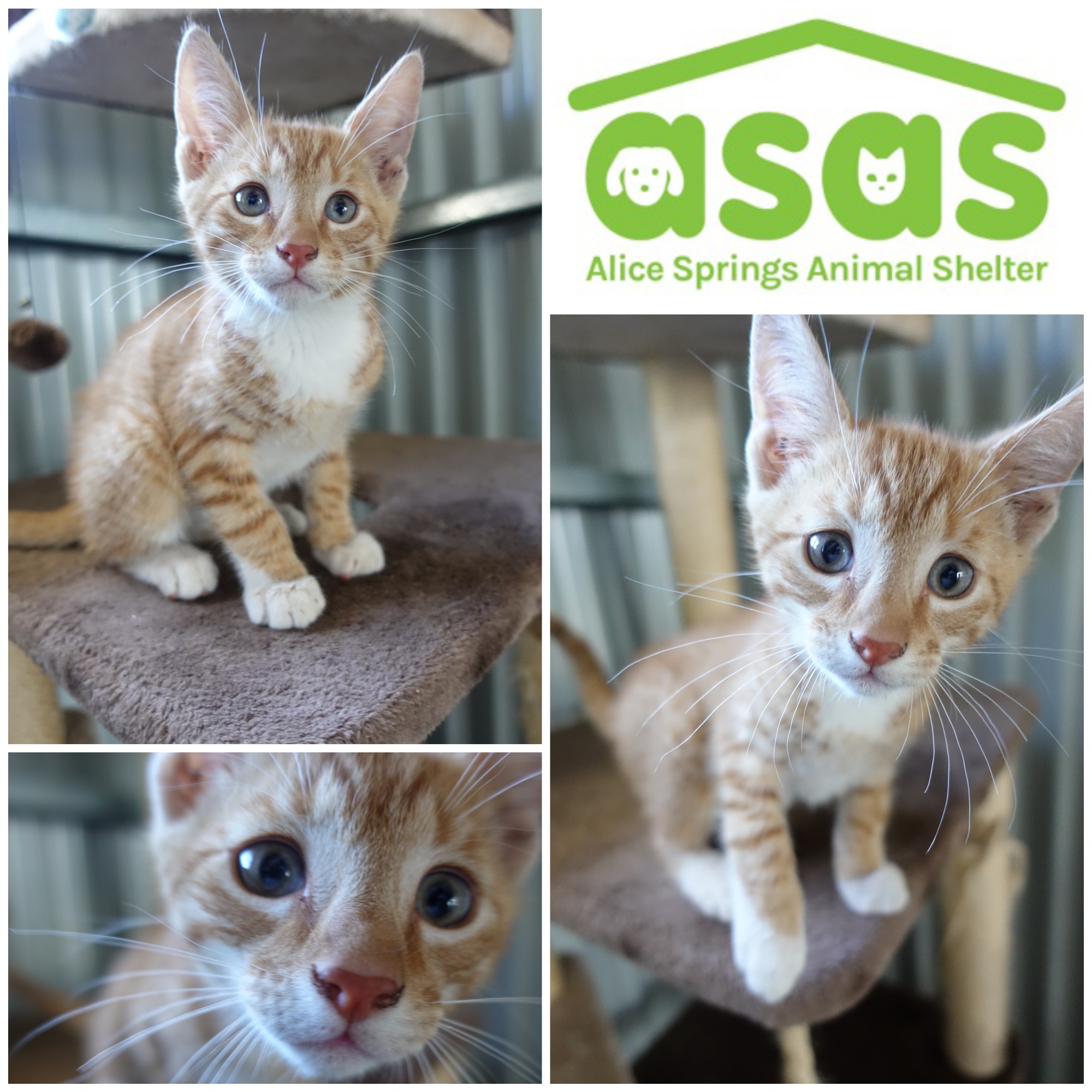 Alice Springs Animal Shelter - PetRescue