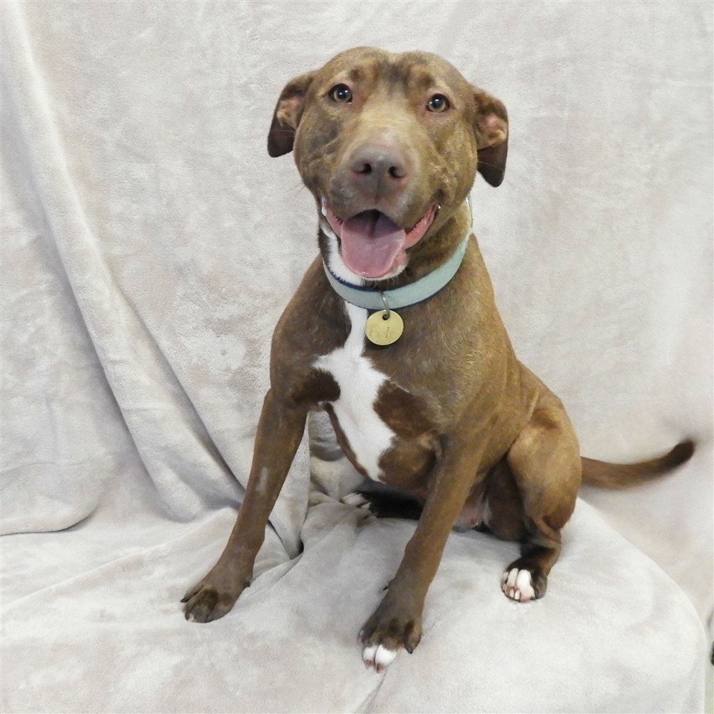 Sheba Large Female Bull Arab x Kelpie Mix Dog in VIC PetRescue