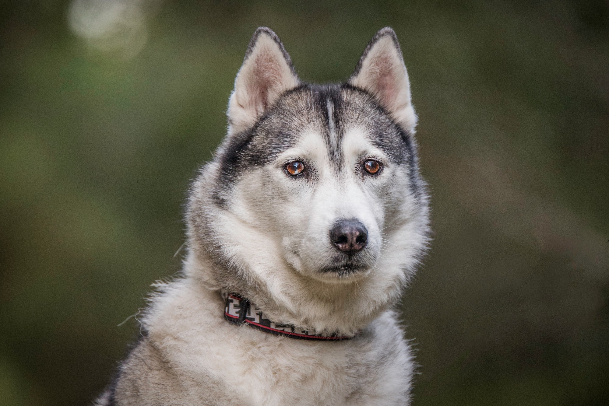 siberian-husky-alaskan-malamute-rescue-of-qld-inc-shamroq-petrescue