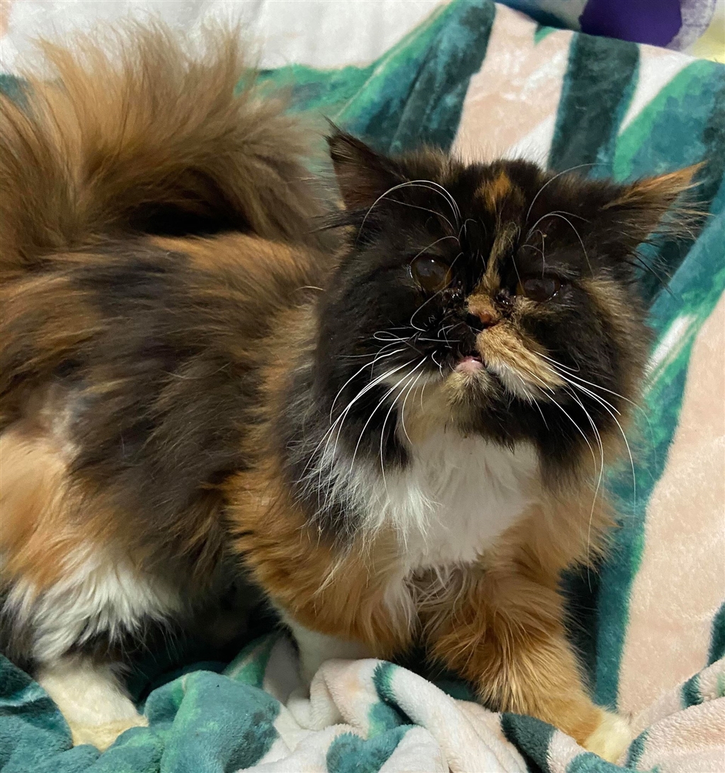 RSPCA Rockhampton World for Pets PetRescue