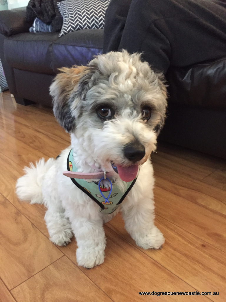 Newcastle Under Lyme Rescue Dogs at Casey Diamond blog