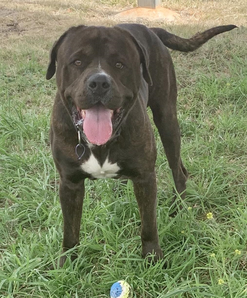 Bear Large Male Neapolitan Mastiff x Rottweiler Mix Dog in QLD PetRescue