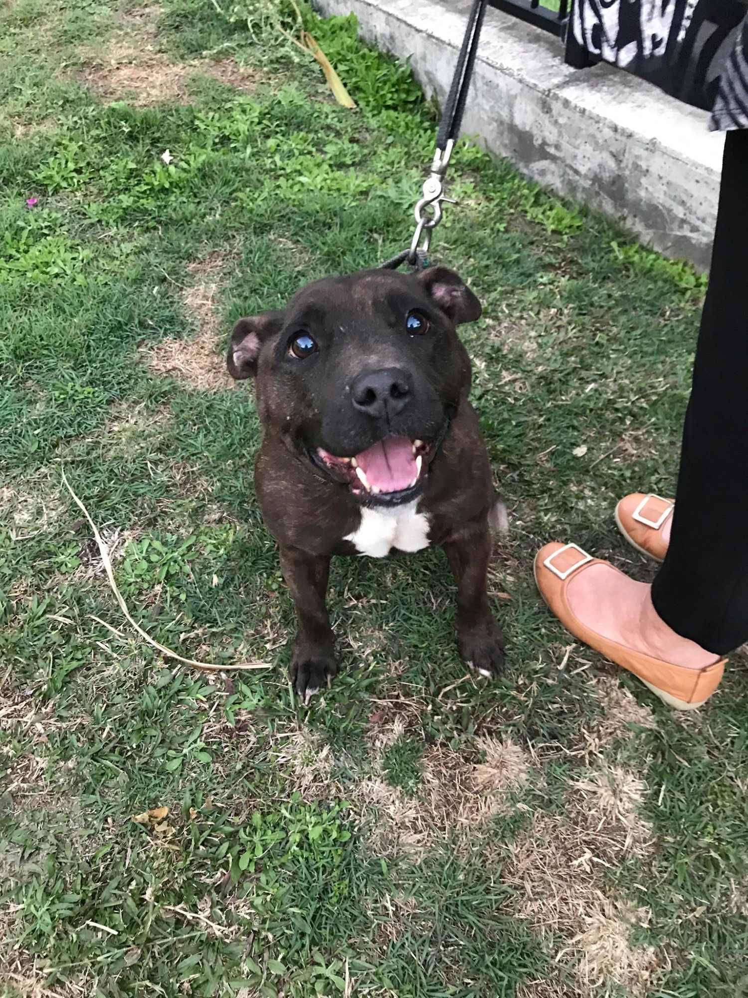 Staffy Rescue Adelaide