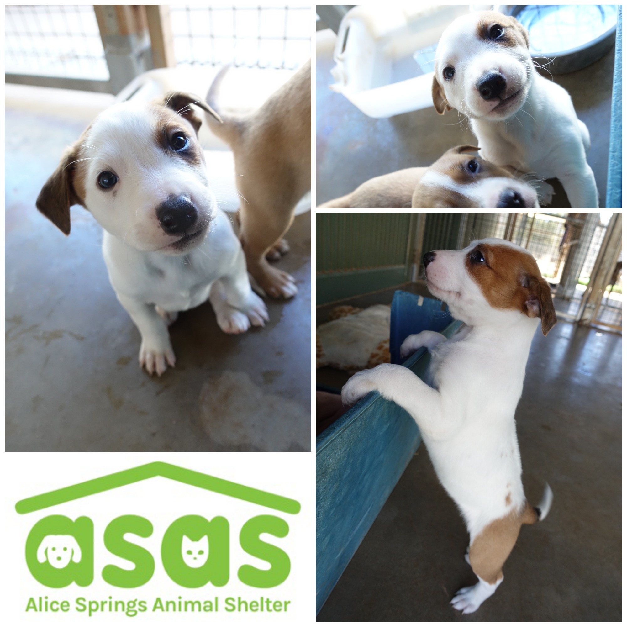 Alice Springs Animal Shelter PetRescue