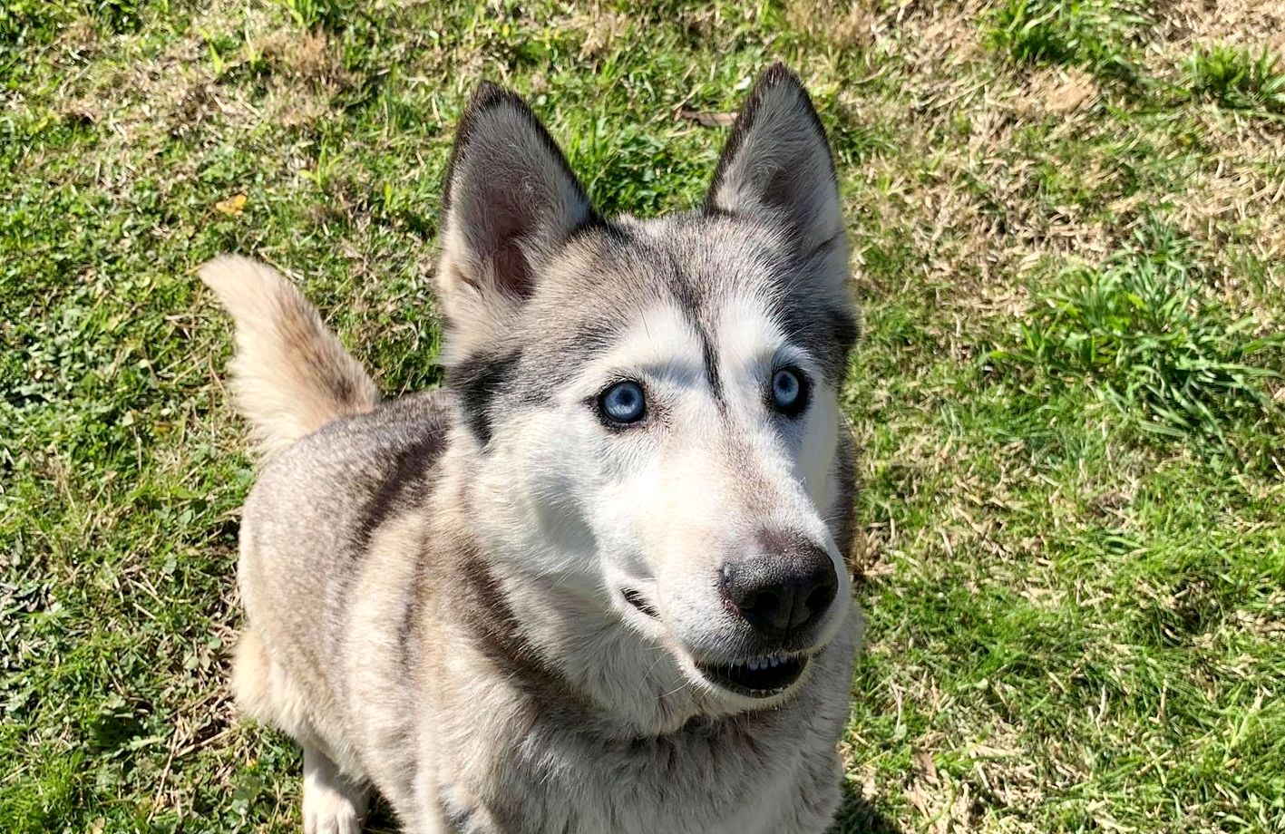 Skye Large Female Siberian Husky Dog in VIC PetRescue