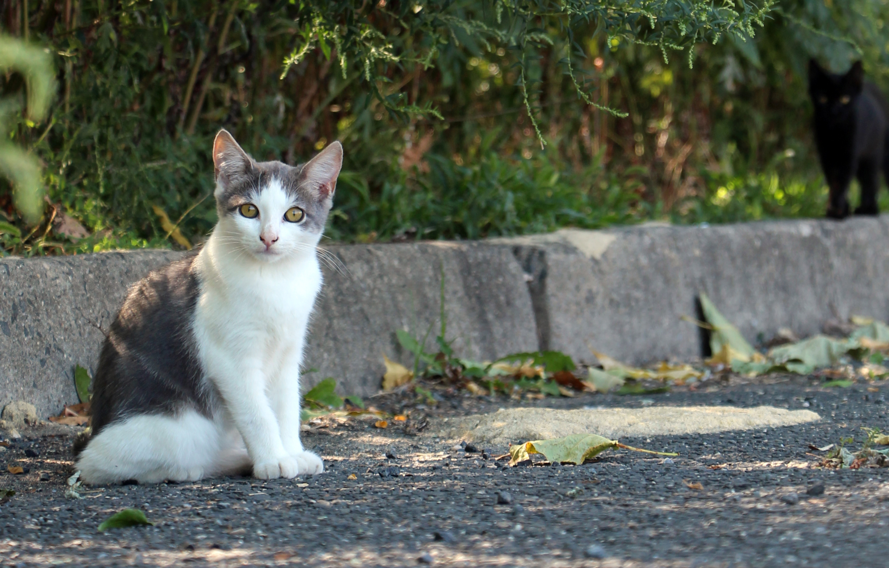 addressing-monmouth-county-stray-cat-problem-with-trap-neuter-release