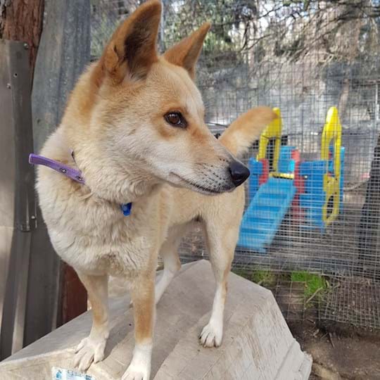Lexi Dingo Medium Female Dingo Mix Dog in NSW PetRescue