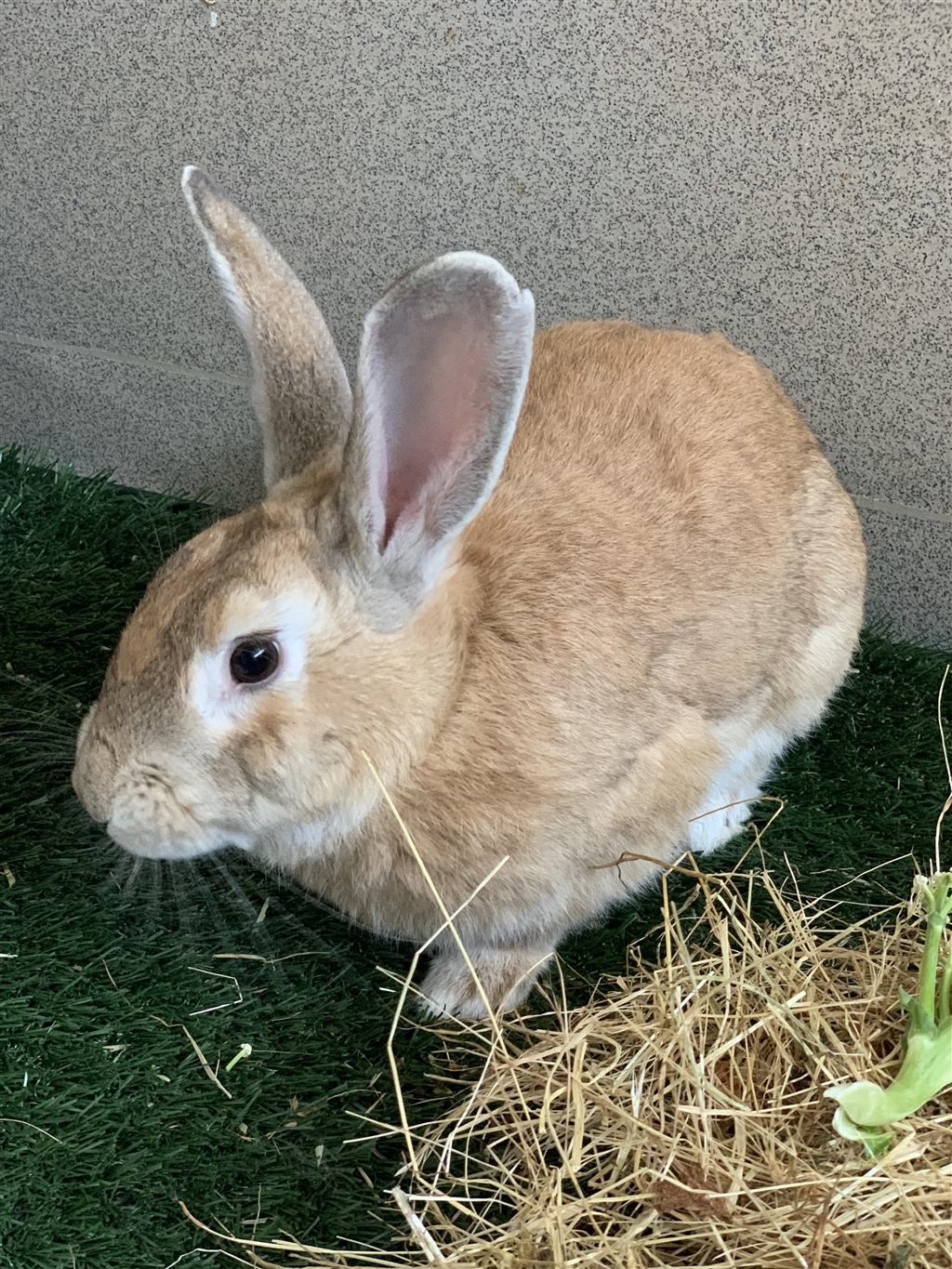 Warren Male Rex Mix Rabbit in NSW PetRescue