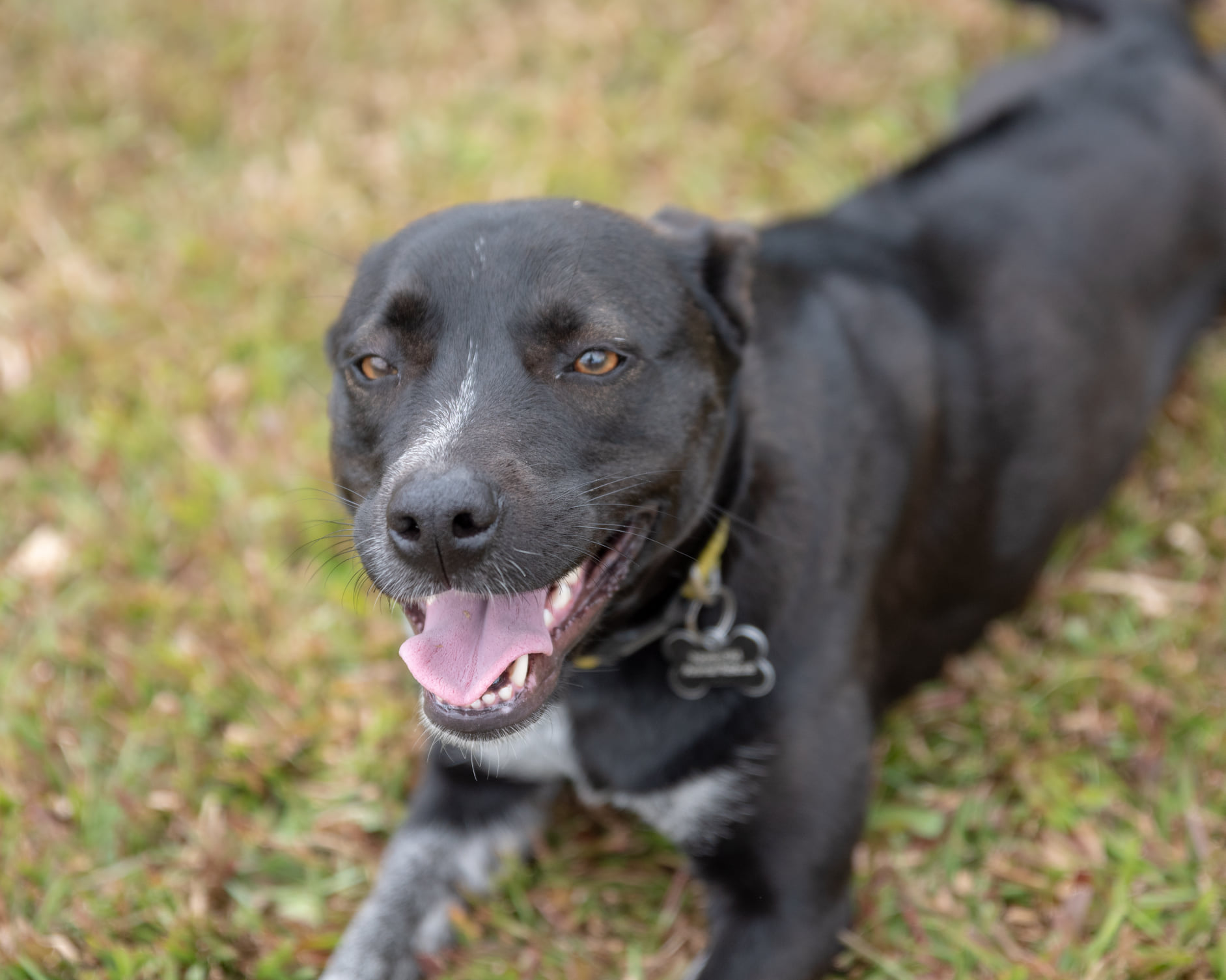 Remy - Medium Female Kelpie x Rhodesian Ridgeback Mix Dog in QLD ...