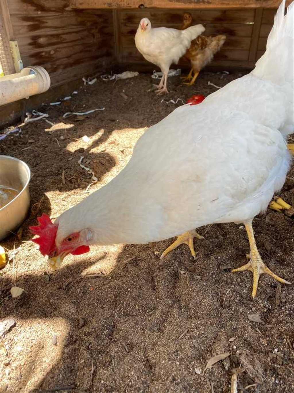 Girly Female Chicken Egg La