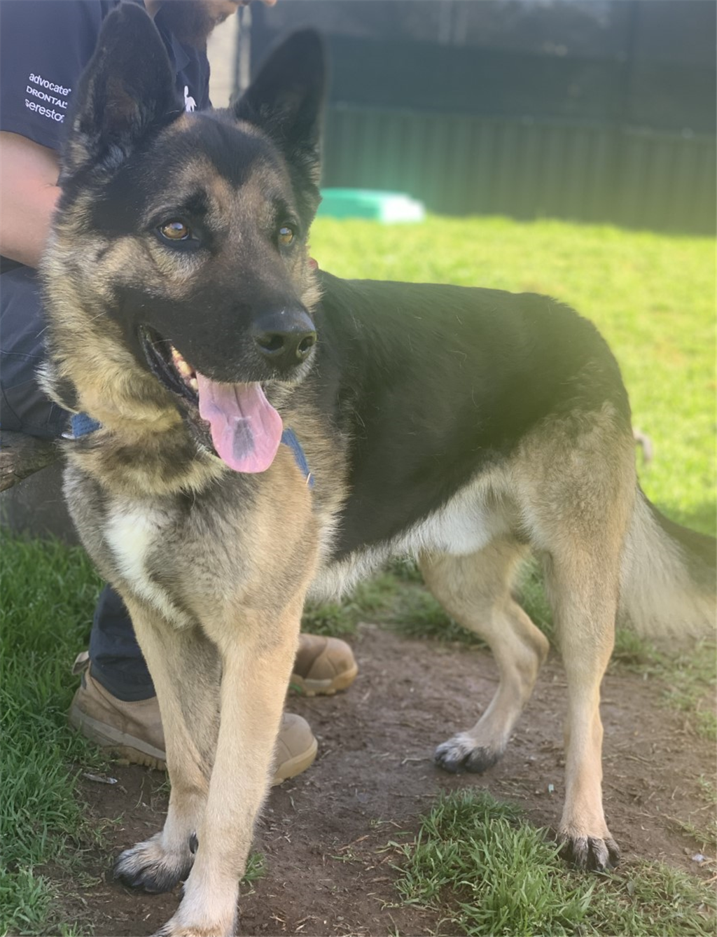 Wolfgang - Large Male German Shepherd Mix Dog in NSW - PetRescue