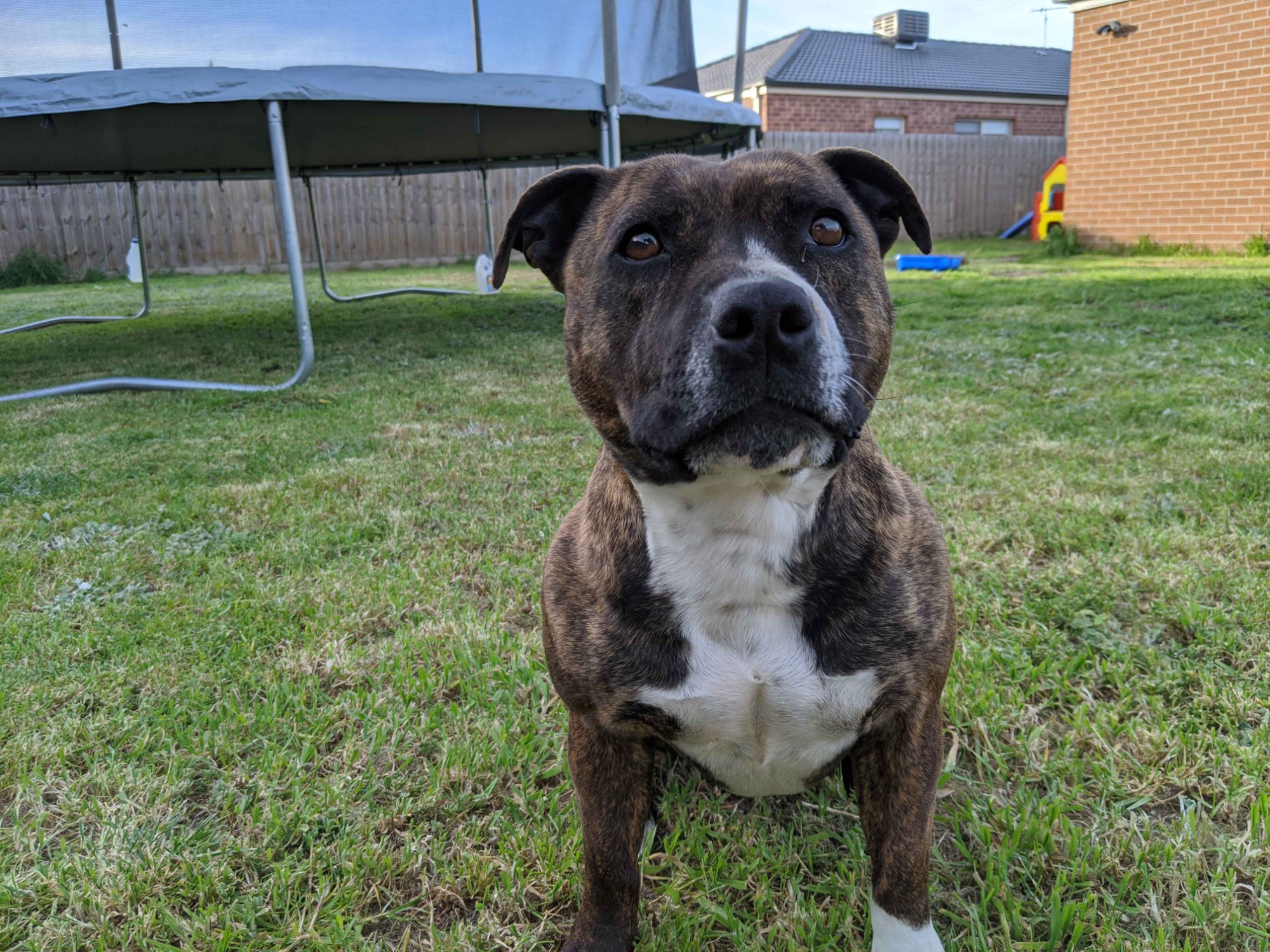 Indi Medium Female Staffordshire Bull Terrier Dog in VIC PetRescue