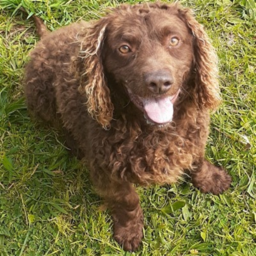 murray curly retriever