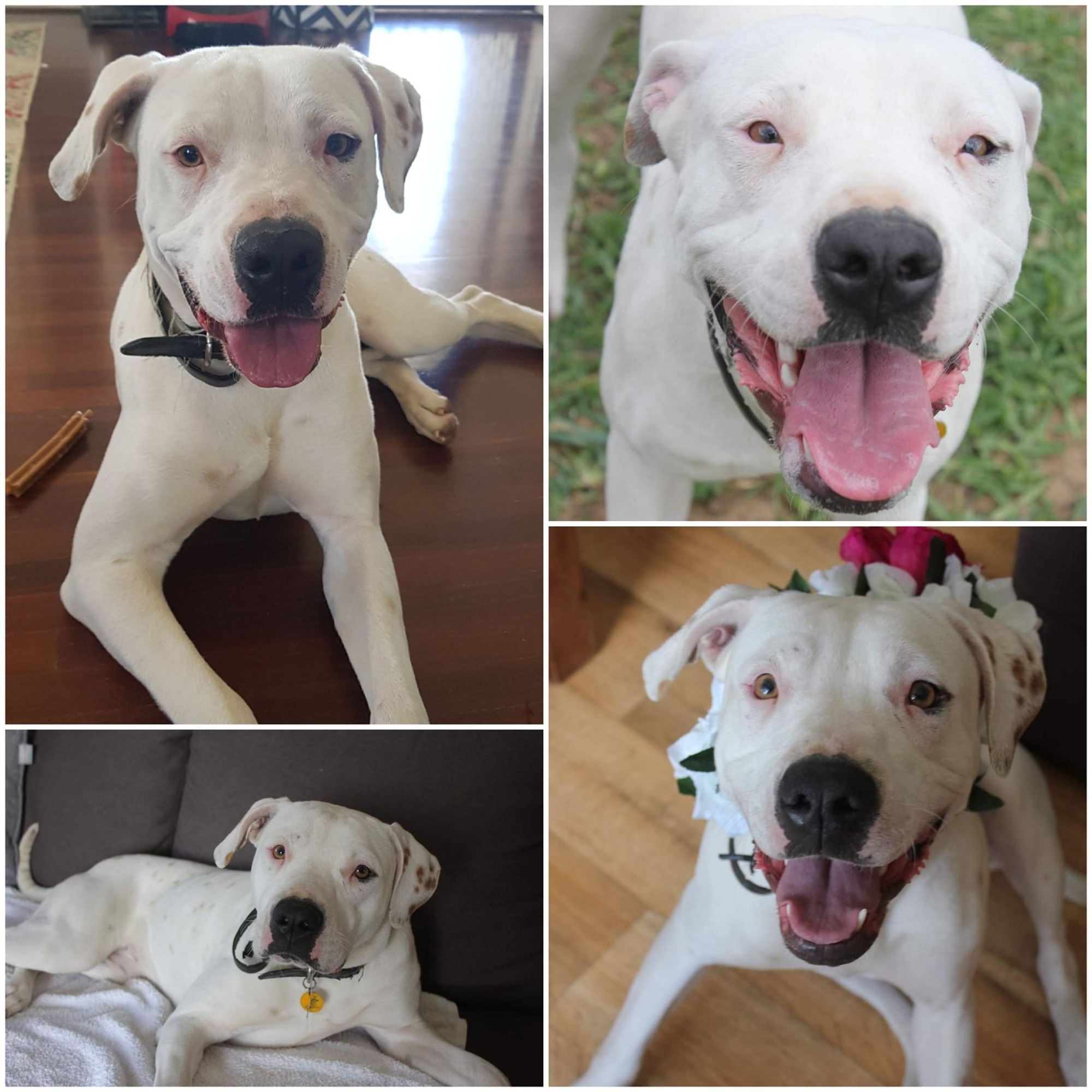 Bonnie Medium Female Australian Bulldog x Bull Arab Mix Dog in QLD