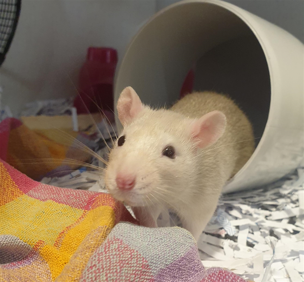 Bean Male Rat Mix Rodent in QLD PetRescue