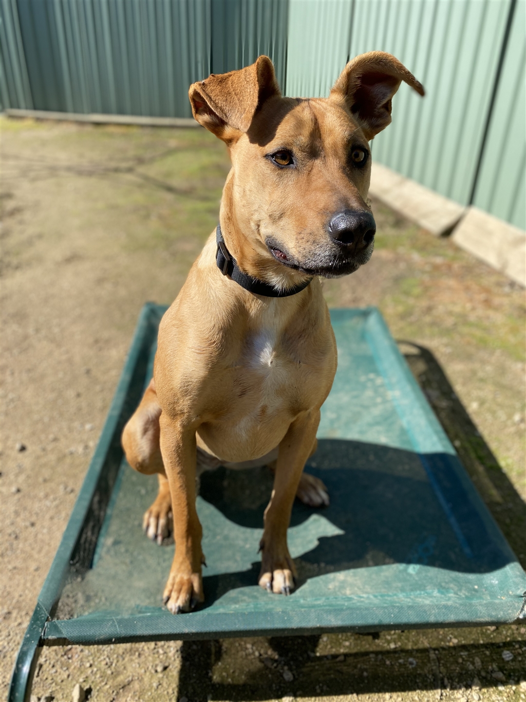 RSPCA Burwood East Victoria PetRescue