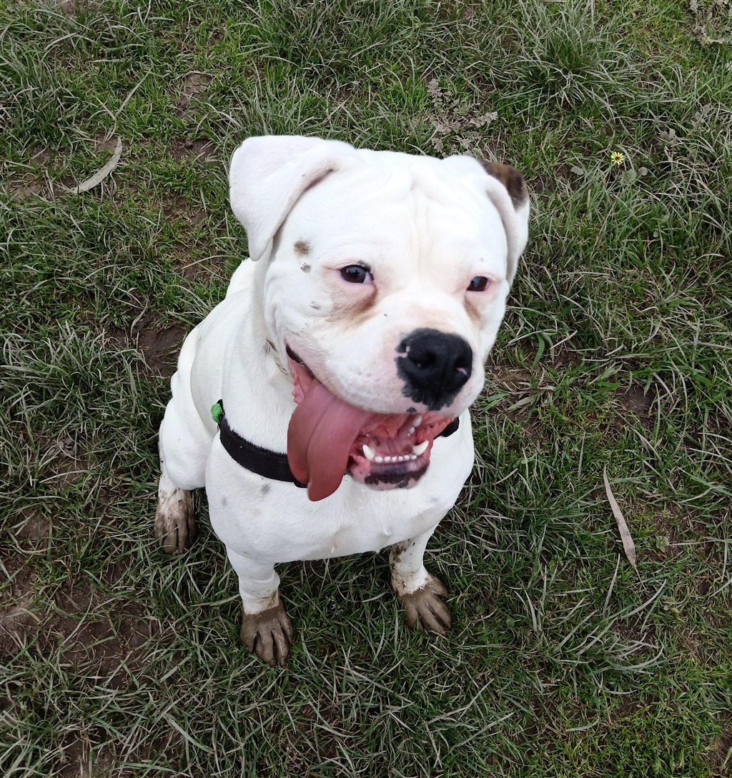 Buster - Large Male American Bulldog x Boxer Mix Dog in VIC - PetRescue