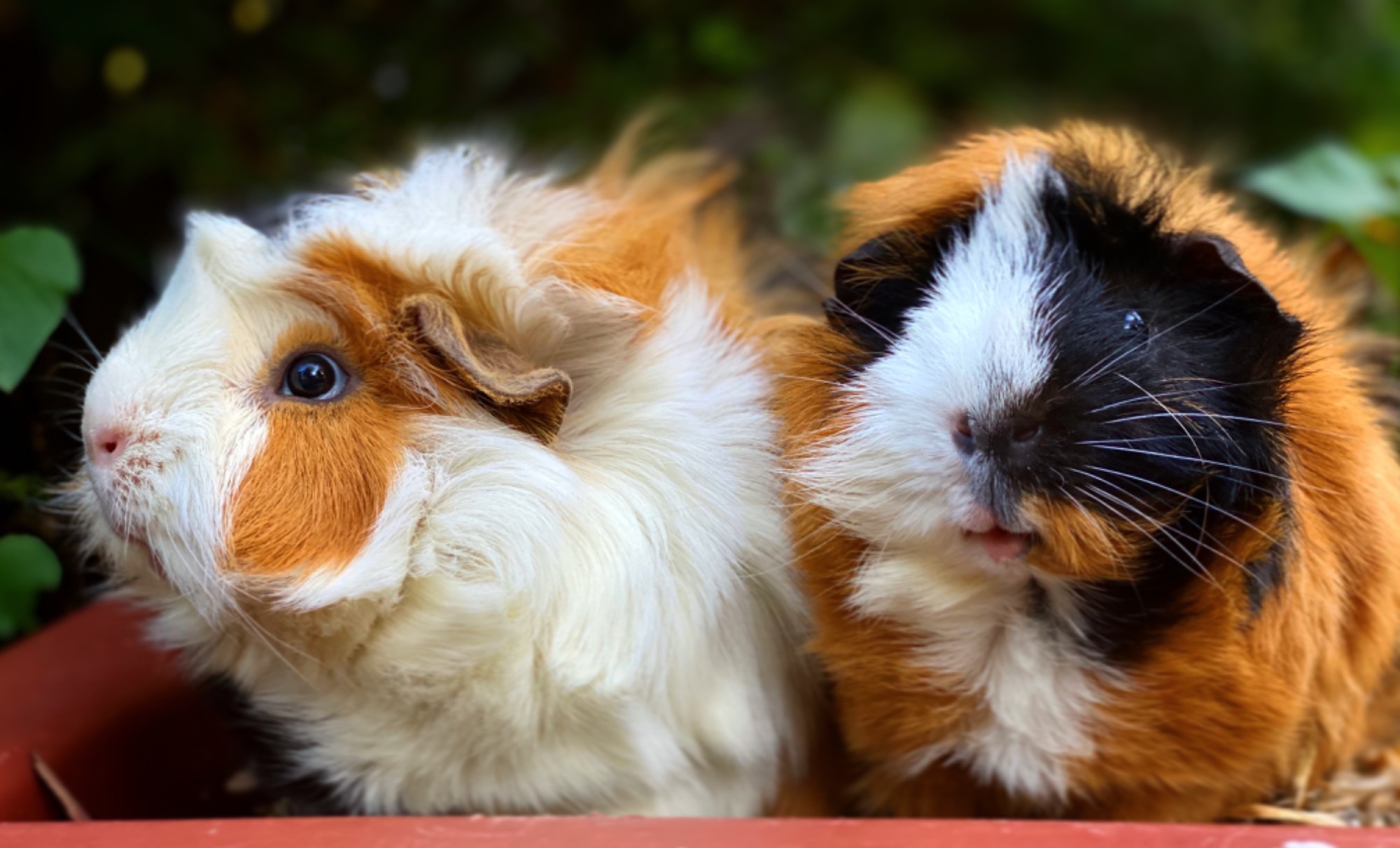 Cavy world hot sale guinea pig rescue