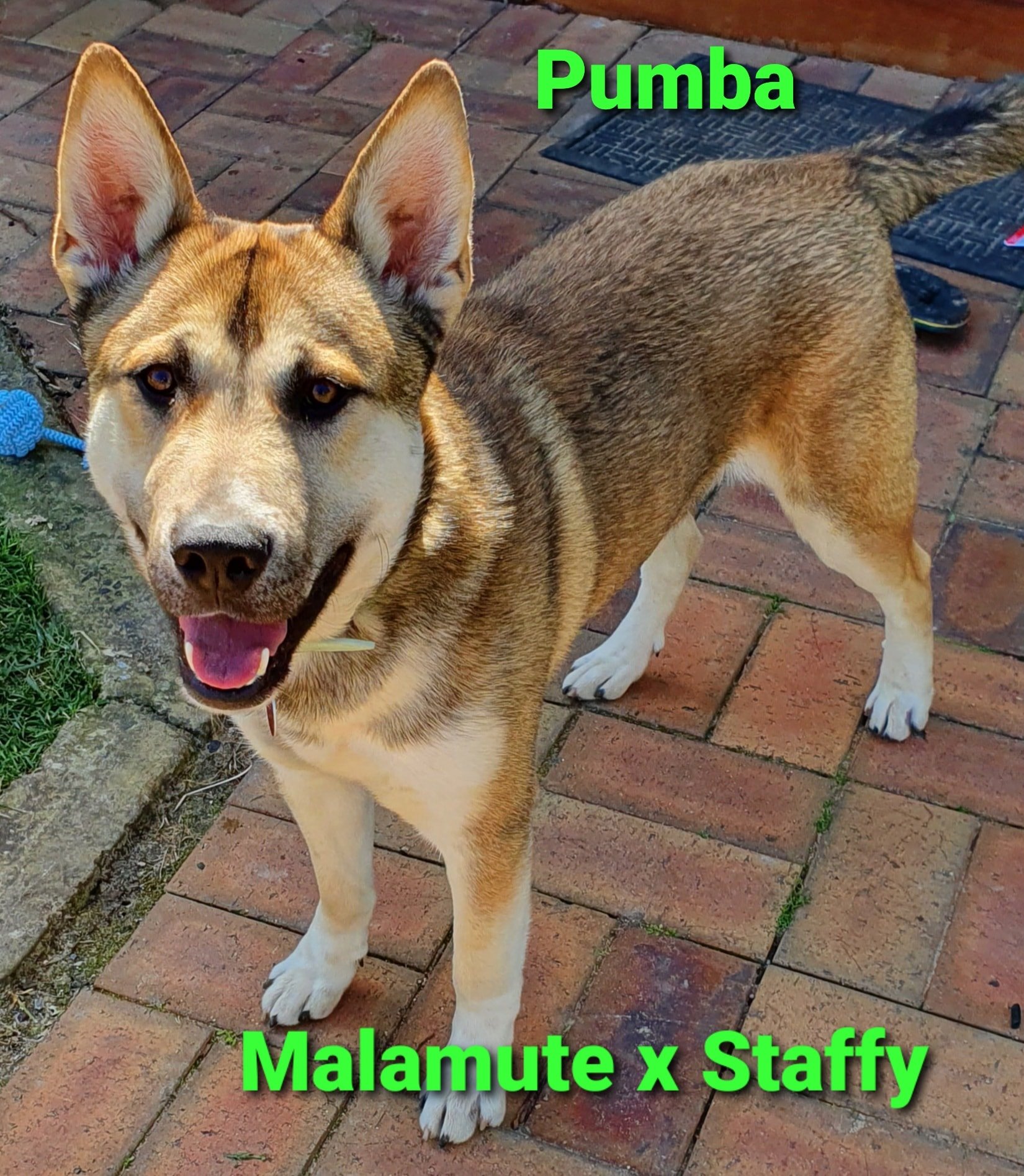 Malamute sales x staffy